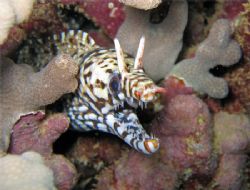 Dragon moray picture taken off the south shore of Oahu, H... by Adrian Lucero 